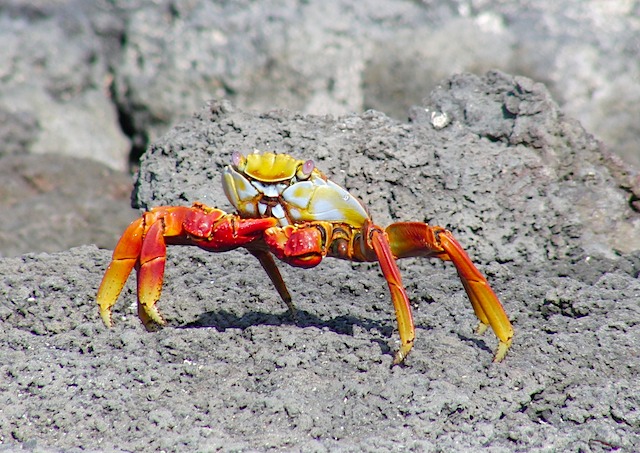 Crab