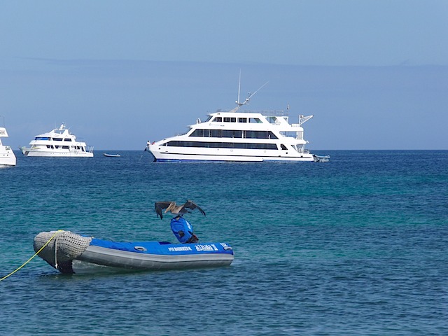 Queen of Galapagos with pelican