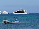 Queen of Galapagos with pelican