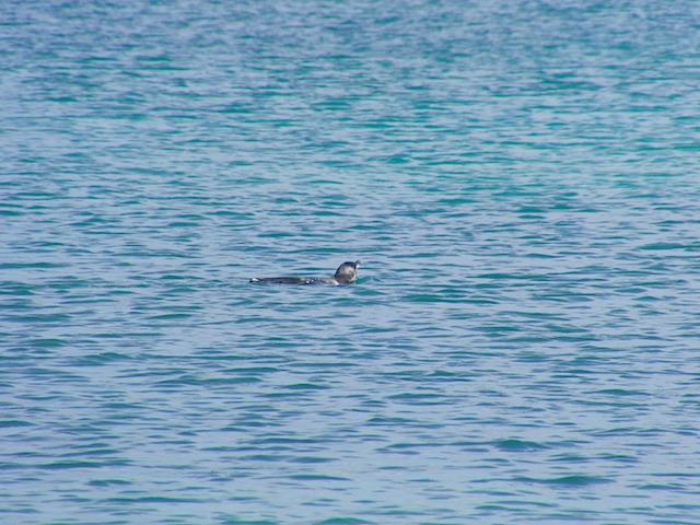 Swimming penguin