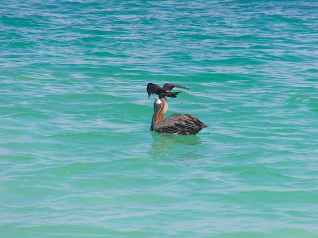 Noddy tries to steal pelican's meal