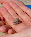 Hermit crab