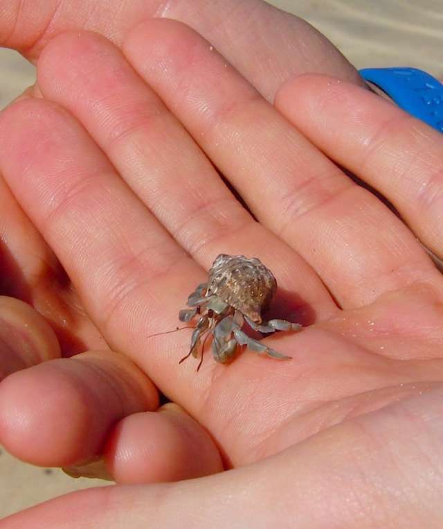 Hermit crab