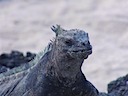 Marine iguana