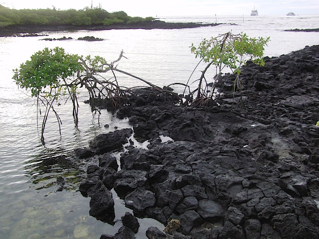 Mangrove tree