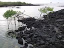 Mangrove tree