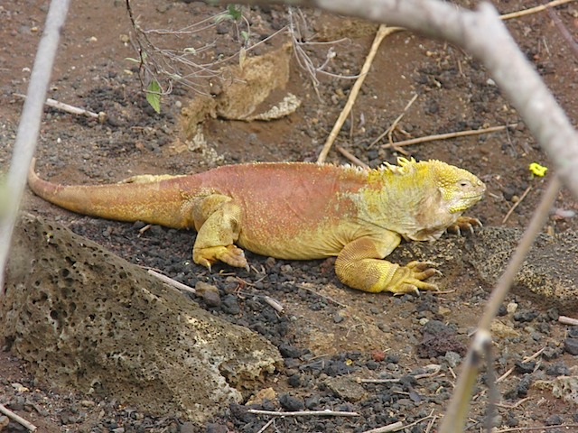 Land iguana