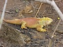 Land iguana