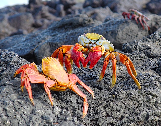 Crabs face off