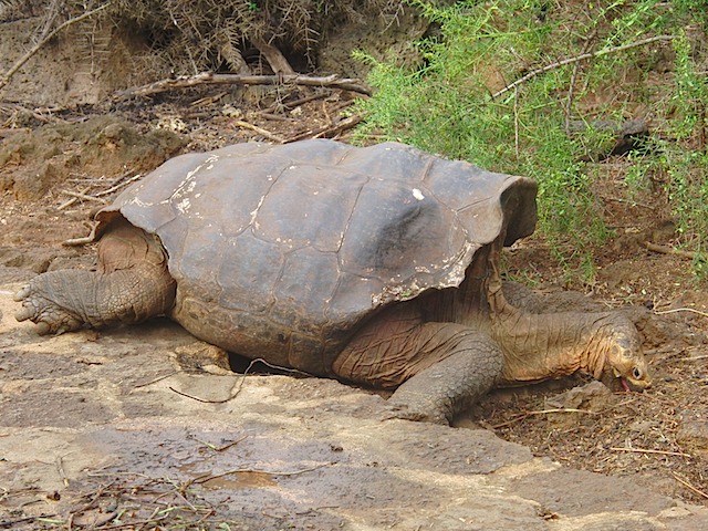 Tortoise