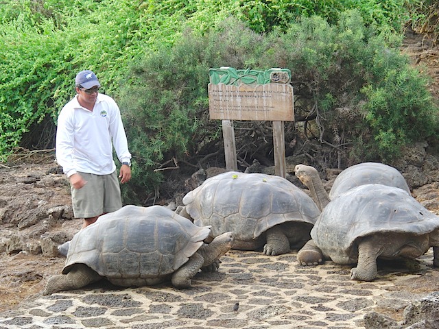 Christian and tortoises