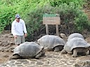 Christian and tortoises