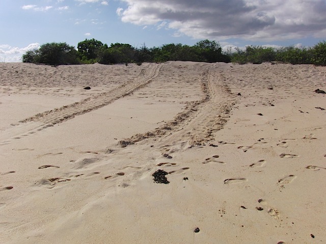 Turtle tracks