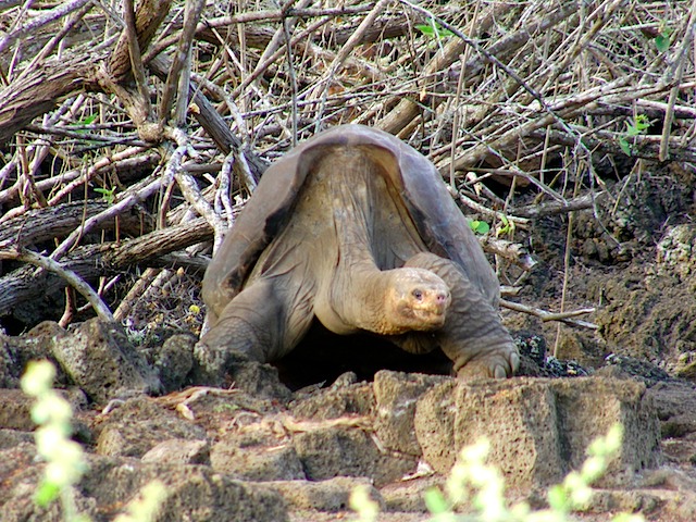 Lonesome George