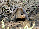 Lonesome George