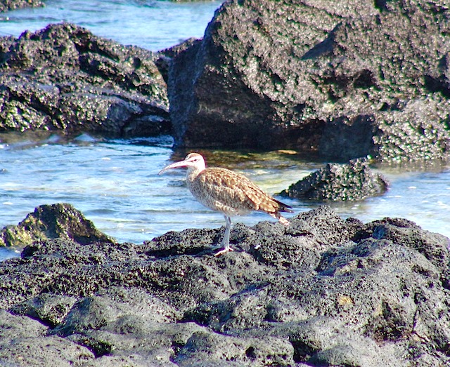 Whimbrel