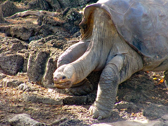 Lonesome George