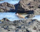 Whimbrel