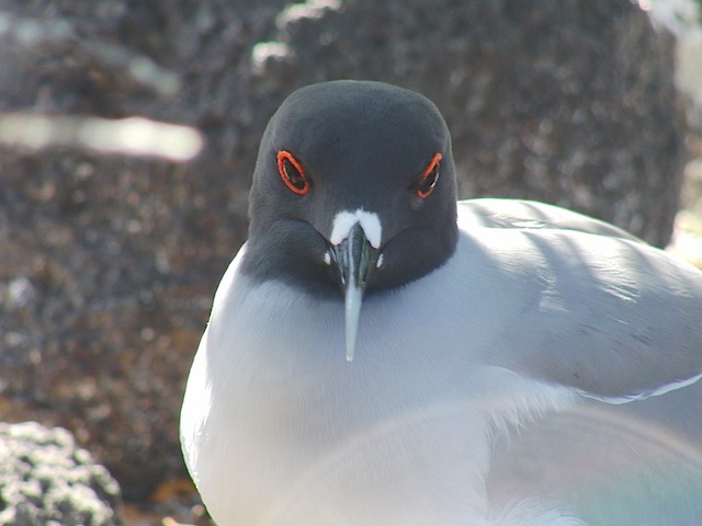 Swallow-tailed gull