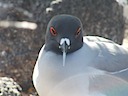 Swallow-tailed gull