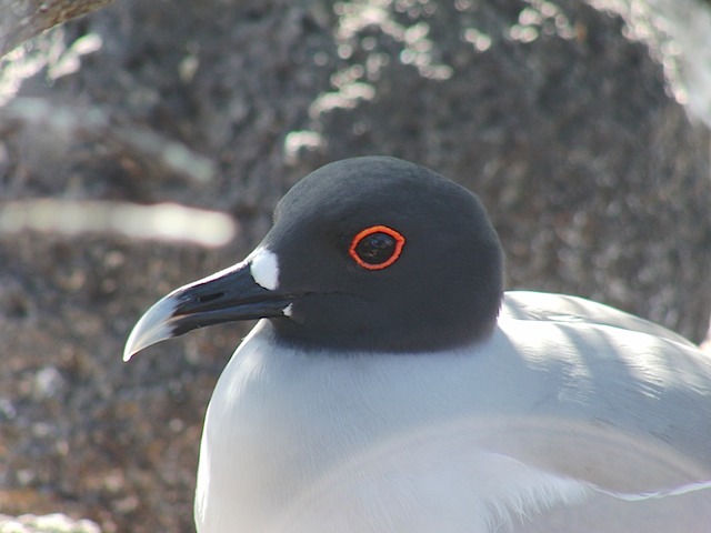 Swallow-tailed gull