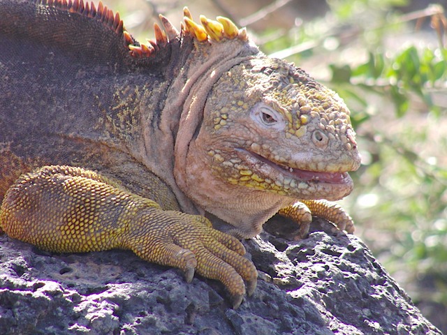 Land iguana