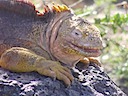 Land iguana