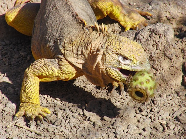 Land iguana eating