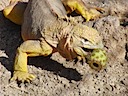 Land iguana eating