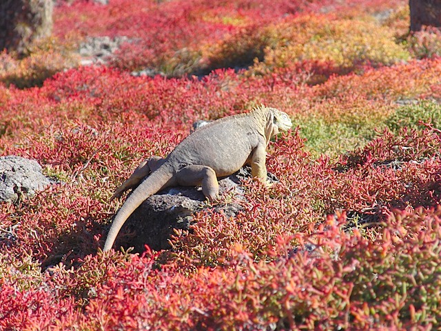 Iguana