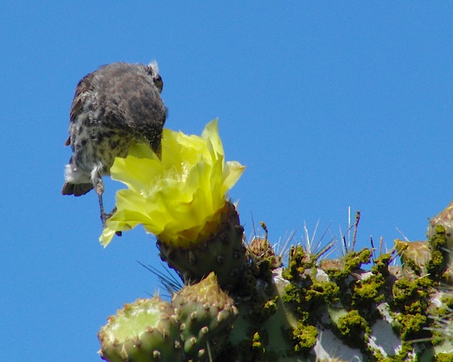 Vegetarian finch