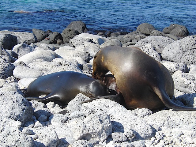 Sea lions