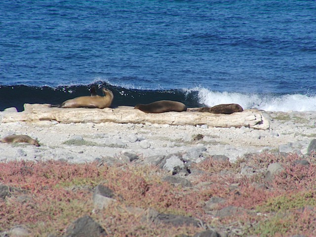 Sea lions and surf