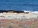 Sea lions and surf