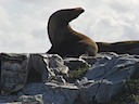 Sea lion does yoga