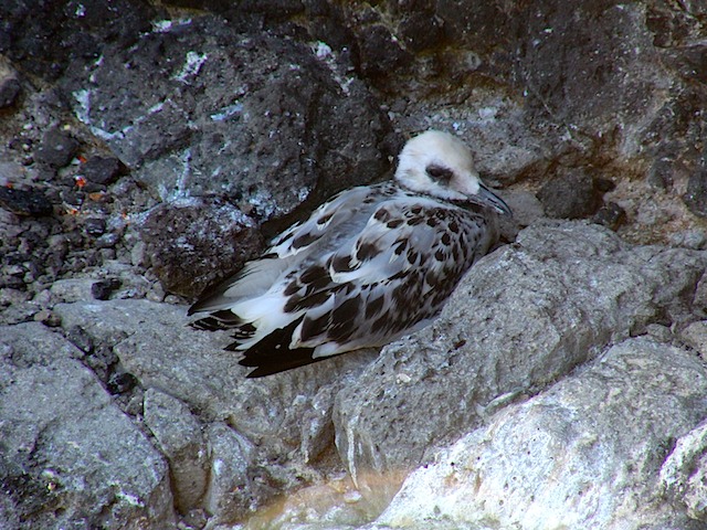 Gull chick