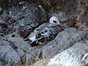 Gull chick