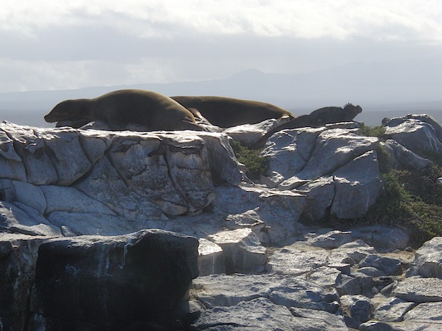 Sea lions and iguana