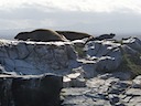 Sea lions and iguana