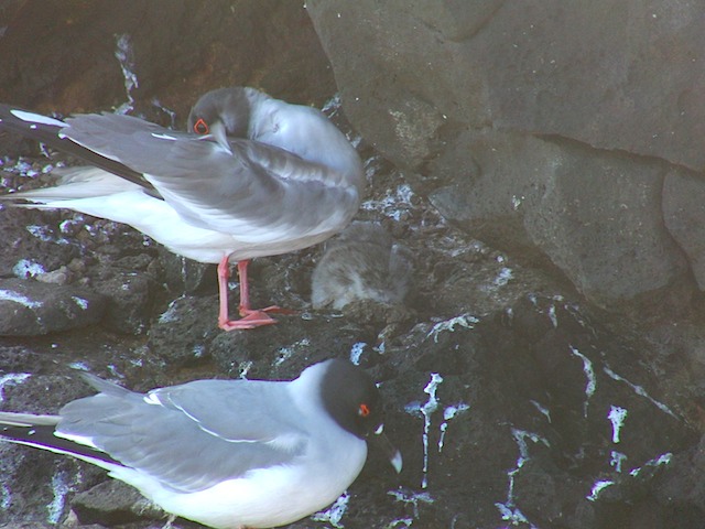 Gulls and tiny chick