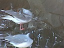 Gulls and tiny chick