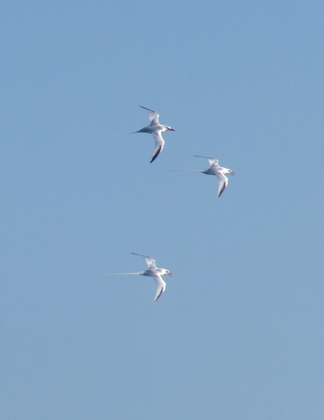 Three tropic birds