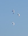 Three tropic birds