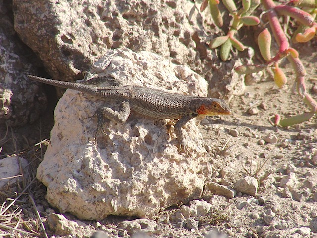 Lava lizard