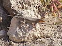 Lava lizard