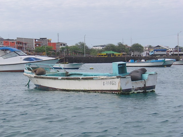 Sea lions on boat in San Cristobal