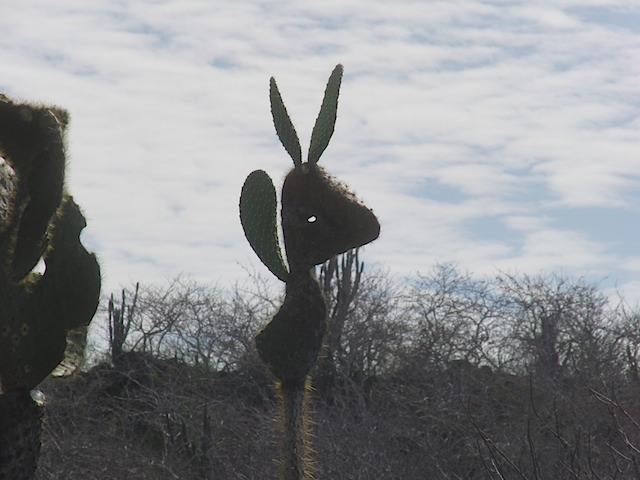 There are bunnies in Galapagos?