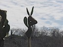 There are bunnies in Galapagos?