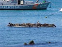 Sea lions in San Cristobal harbor