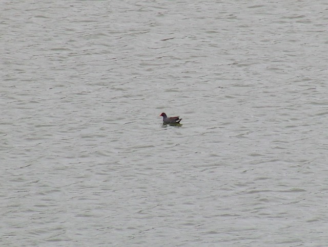 Pintail duck